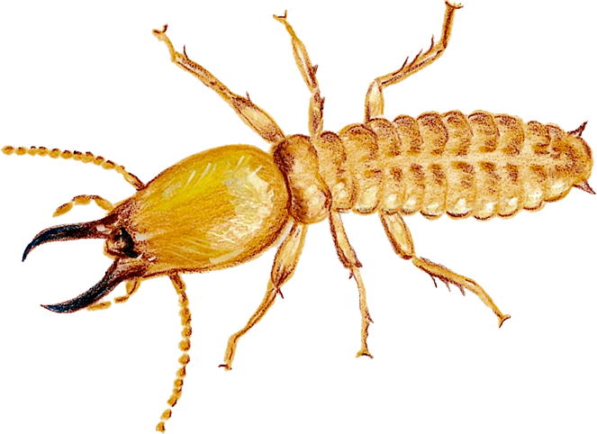 Gurgaon Termite Control